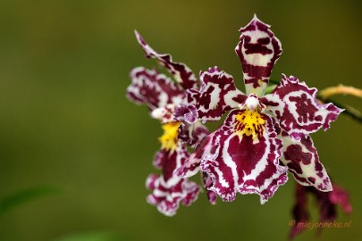 _DSC8459 Orchidee