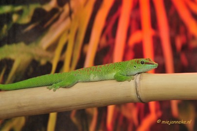 _DSC8560 Gekko