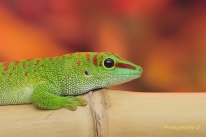 _DSC8561 Gekko