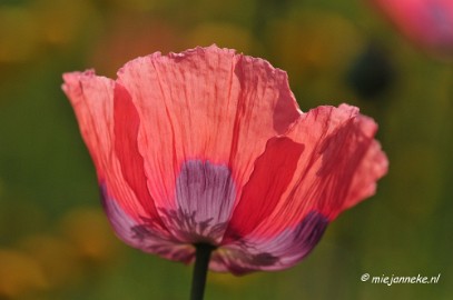 _DSC5830 Rondje Brabant