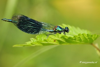 _DSC5847a Rondje Brabant