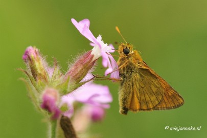 _DSC5861a Rondje Brabant