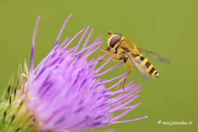 _DSC6206 Zoomdag Appelzak I