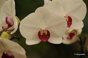 DSC_6248 Orchideeen
