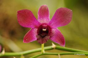 DSC_6267 Orchideeen