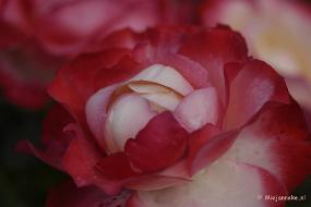 _DSC4639 De laatste rozen