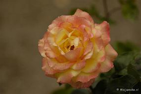_DSC5204 De laatste rozen