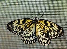 DSC_6767 Vlindertuin Papiliorama