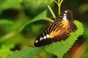 DSC_6772 Vlindertuin Papiliorama