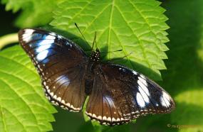 DSC_6778 Vlindertuin Papiliorama