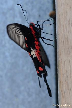 DSC_6856 Vlindertuin Papiliorama
