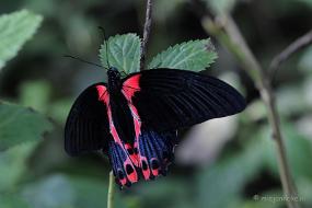 DSC_6865 Vlindertuin Papiliorama