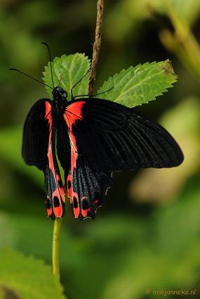 DSC_6872 Vlindertuin Papiliorama