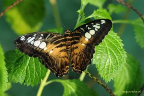 DSC_6894 Vlindertuin Papiliorama