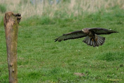 DSC_6503a Dit is Harry de europse buizerd.