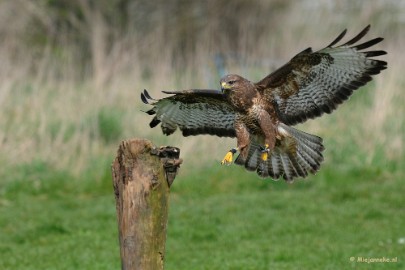 DSC_6506b Ook hij vliegt een paar keer op de paal aan.