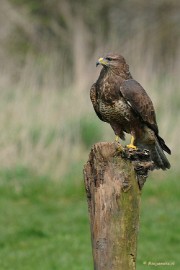 DSC_6514 Harry zoals we hem ook in de natuur kunnen zien.