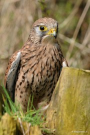 DSC_6669 Hele mooie vogel