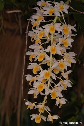 DSC_2756 Orchidee hoeve