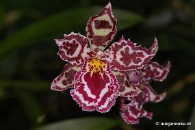 DSC_2784 Orchidee hoeve