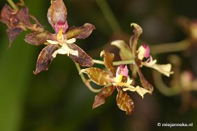 DSC_2806 Orchidee hoeve