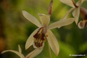 DSC_2809 Orchidee hoeve