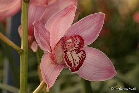DSC_2850 Orchidee hoeve