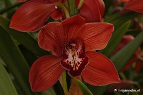 DSC_2855 Orchidee hoeve