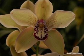 DSC_2857 Orchidee hoeve