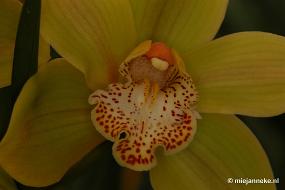 DSC_2865 Orchidee hoeve