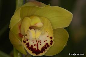 DSC_2868 Orchidee hoeve