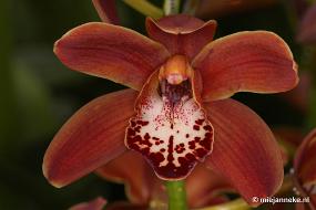 DSC_2874 Orchidee hoeve