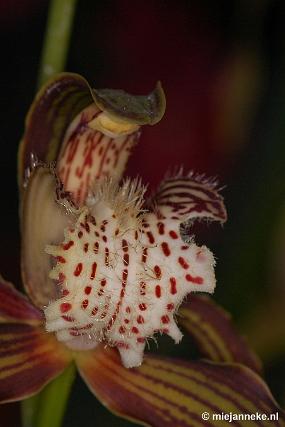 DSC_2947 Orchidee hoeve
