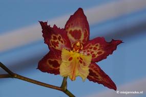 DSC_3017 Orchidee hoeve