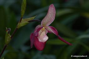 DSC_3019 Orchidee hoeve