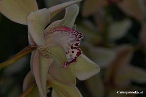 DSC_3030 Orchidee hoeve