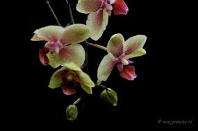 _DSC8431 Orchidee kwekerij
