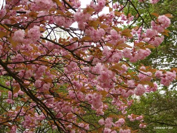 DSC00394 Foto's Daantje 7 jaar in Japanse tuin Hasselt 2019