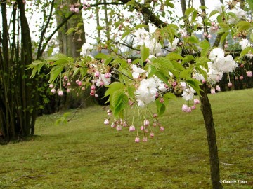 DSC00410 Foto's Daantje 7 jaar in Japanse tuin Hasselt 2019