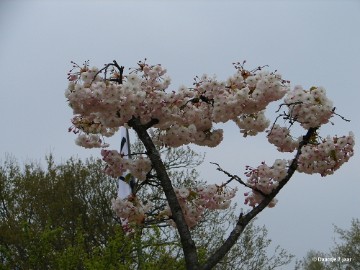 DSC00411 Foto's Daantje 7 jaar in Japanse tuin Hasselt 2019