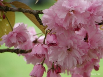 DSC00446 Foto's Daantje 7 jaar in Japanse tuin Hasselt 2019