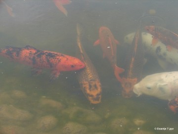 DSC00479 Foto's Daantje 7 jaar in Japanse tuin Hasselt 2019