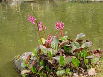 DSC00512 Foto's Daantje 7 jaar in Japanse tuin Hasselt 2019