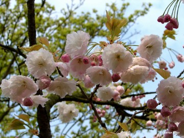 DSC00518 Foto's Daantje 7 jaar in Japanse tuin Hasselt 2019