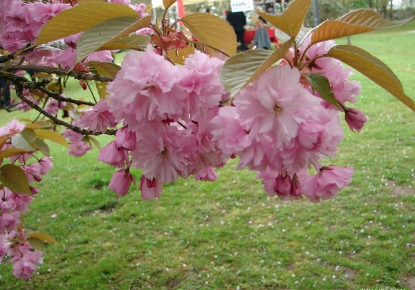 Daantje Daantje in de Japanse tuin met Sluiterke