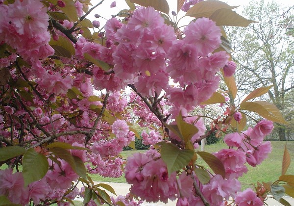 Juul Juul in de Japanse tuin met Sluiterke