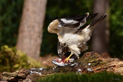 bdBlbuizerd oosterhout 22 20 Oosterhout 2022