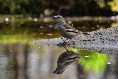 bdappelvink oosterhout 22 10 Oosterhout 2022