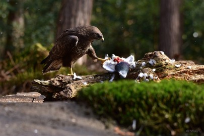 bdbuizerd oosterhout 22 01 Oosterhout 2022