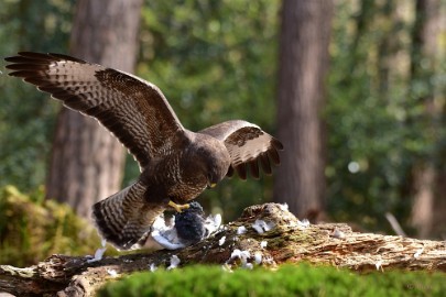 bdbuizerd oosterhout 22 05 Oosterhout 2022